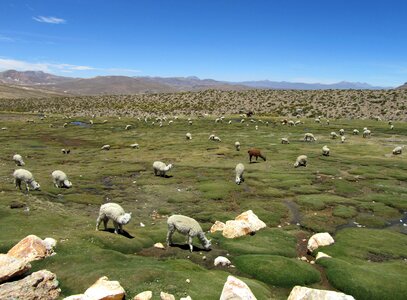 Highlands peru wool