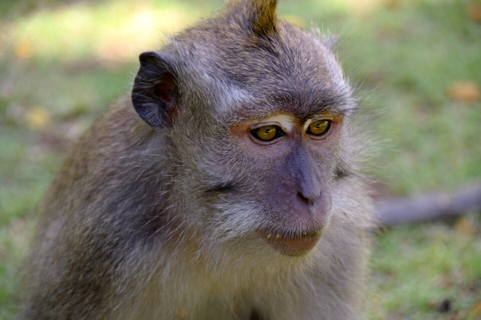 Ubud monkey forest monkey