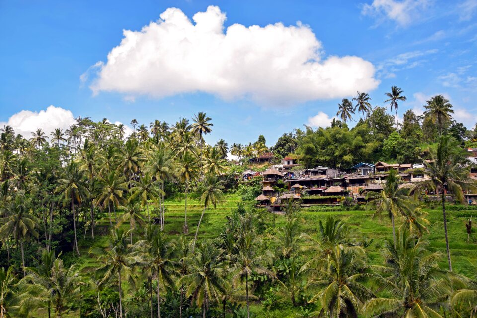 Ubud rice terraces rice fields photo