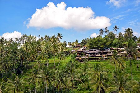 Ubud rice terraces rice fields photo