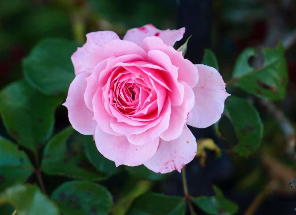Pale petals tender