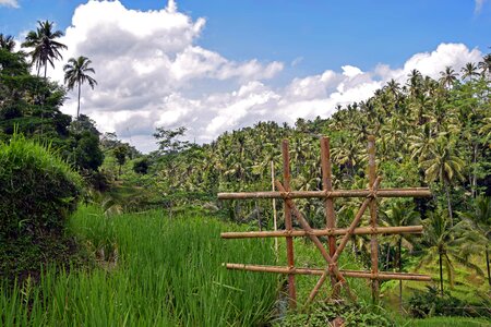 Ubud rice terraces rice fields