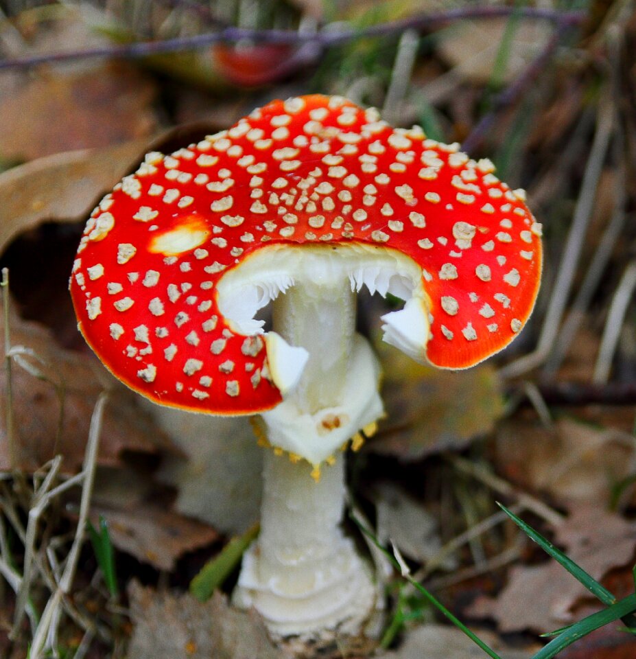 Red forest mushroom autumn