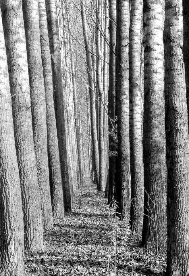 Nature moss trees