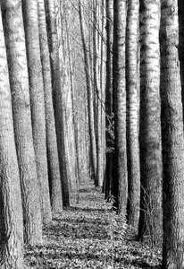 Nature moss trees