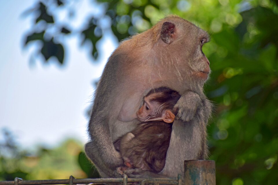 Ubud monkey forest monkey