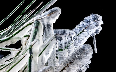 Juncus effusus ice transparent photo