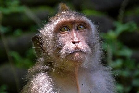 Ubud monkey forest monkey photo