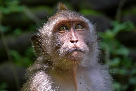 Ubud monkey forest monkey