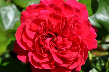 Blossom red rose photo