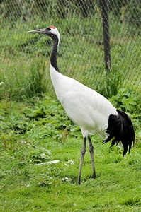 Bird fly wings photo