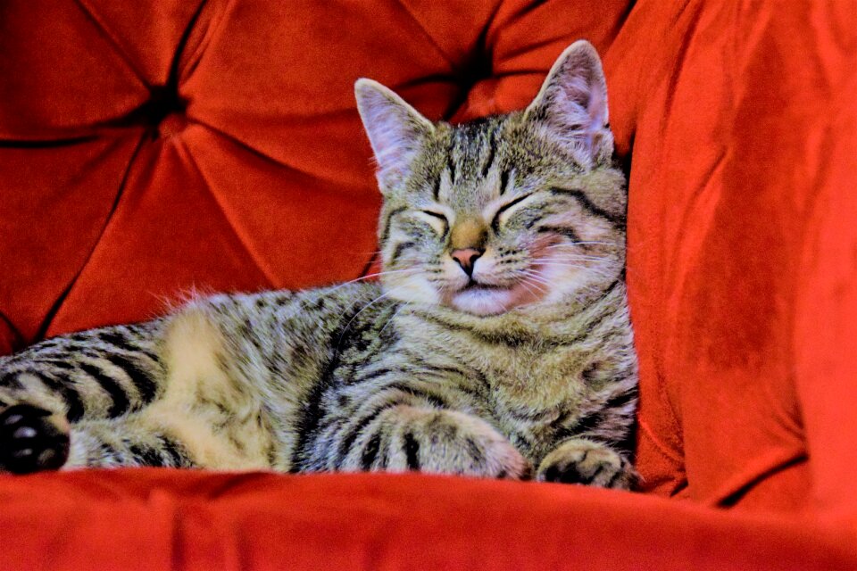 Red chair tv armchair domestic cat
