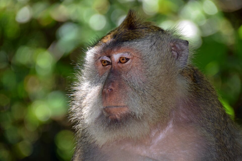 Ubud monkey forest monkey