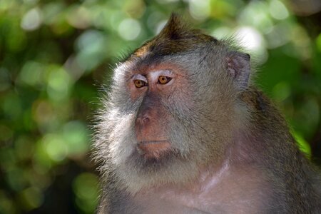 Ubud monkey forest monkey