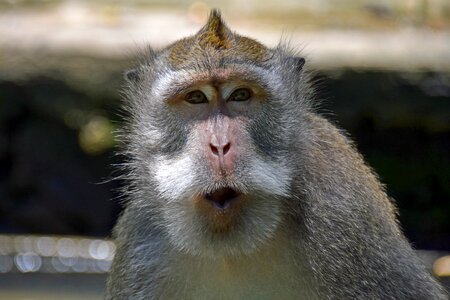 Ubud monkey forest monkey photo