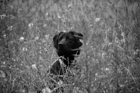 Animal black animals
