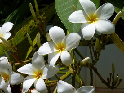 White flower exotic hawaiian