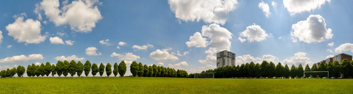 Tree grass sky photo