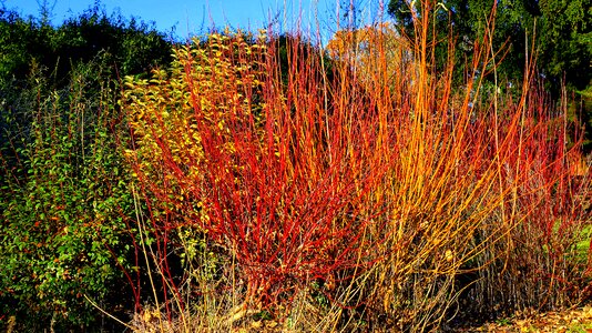 Nature garden natural