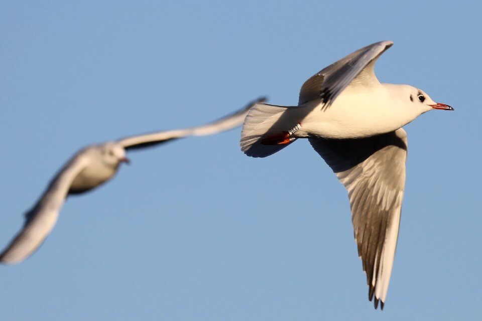 Flight manoeuvre flight