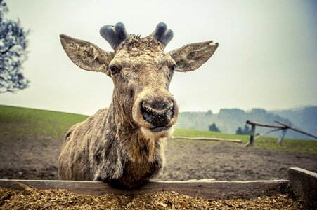 Nature wildlife park antler photo