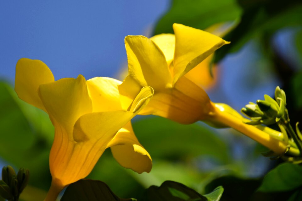 Indonesia travel flower