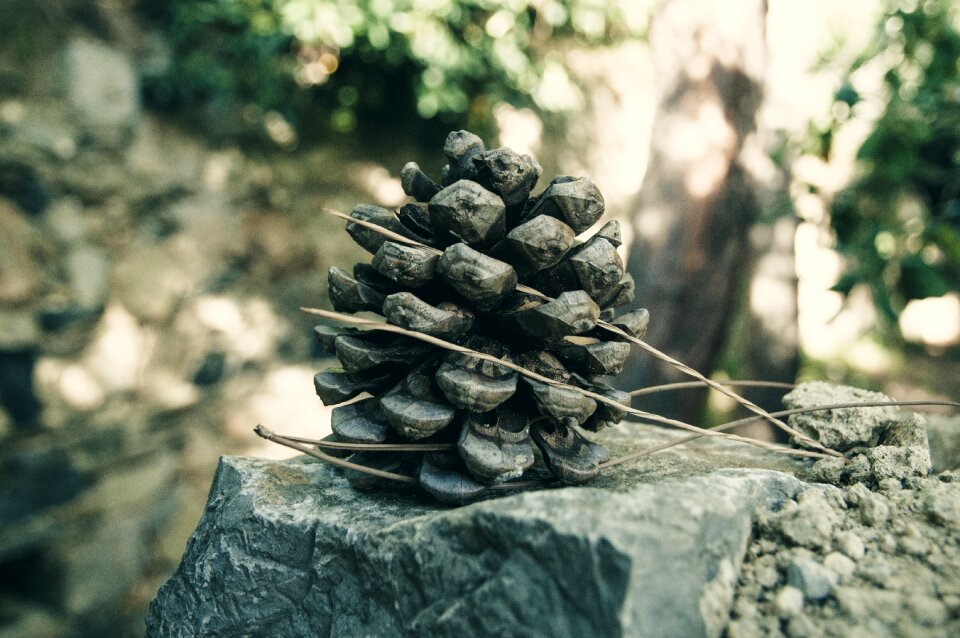 Environment brown pine cones