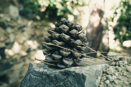 Environment brown pine cones
