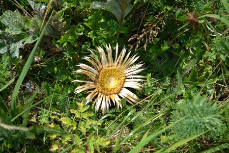 Dead dry green sunflower photo