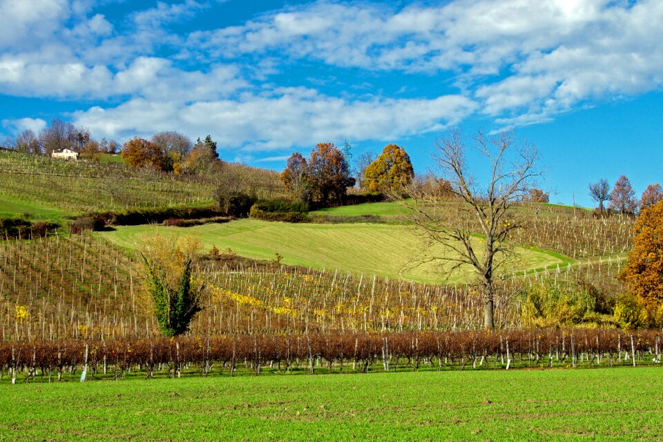Italy vineyards hills langhirano