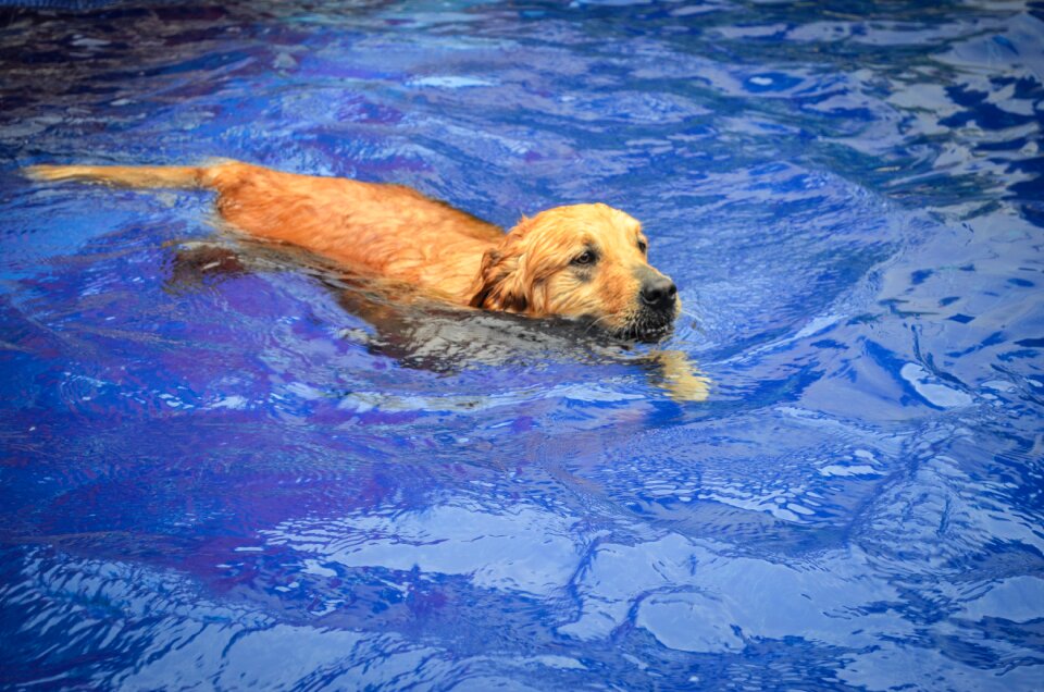 Labrador water animal