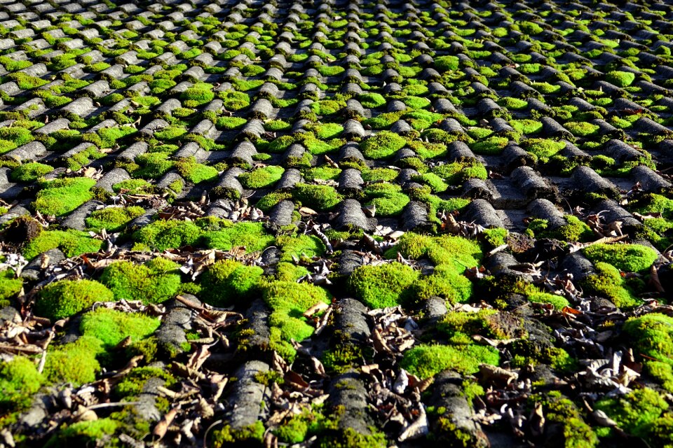 Roof leaves autumn