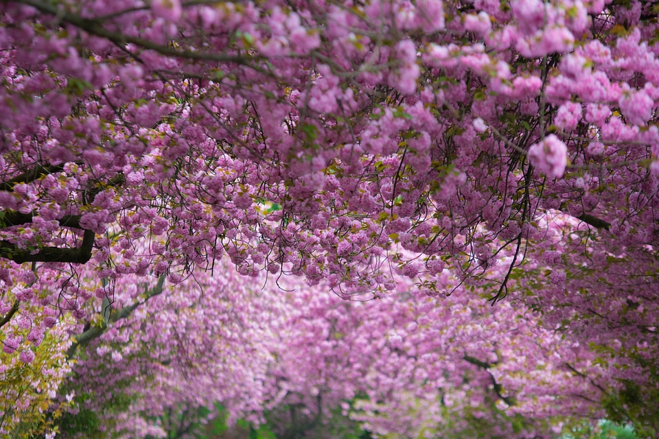 Spring blossom bloom