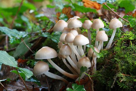 Fall mushrooms whites