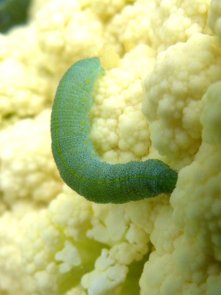Cabbage looper plague texture