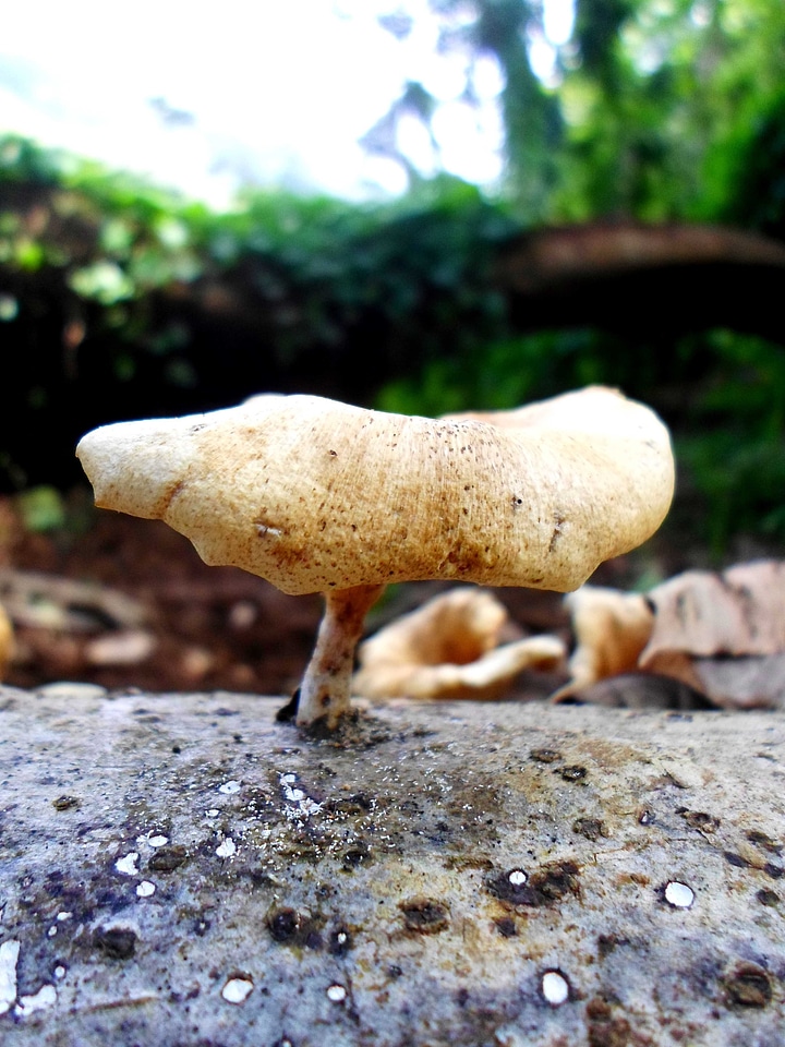 Fungus nature raw photo