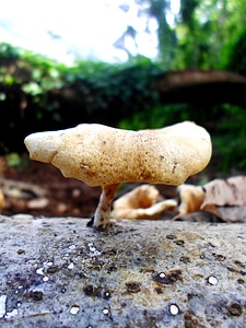 Fungus nature raw