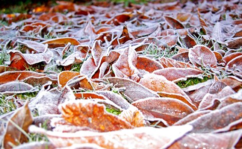 Winter frosty halme