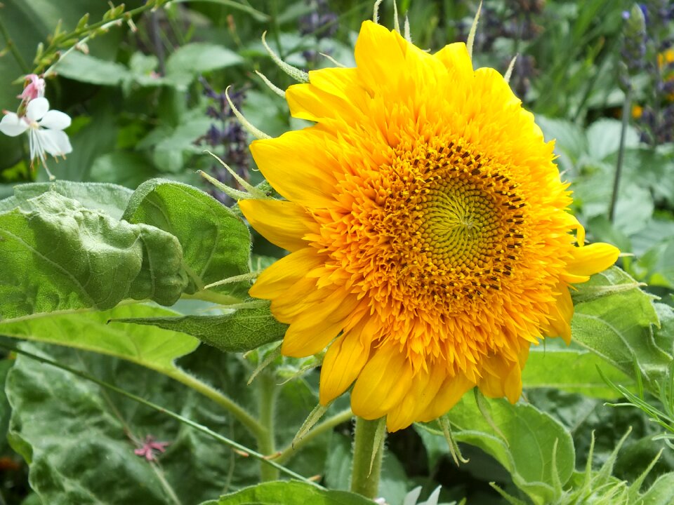 Nature yellow flower plant
