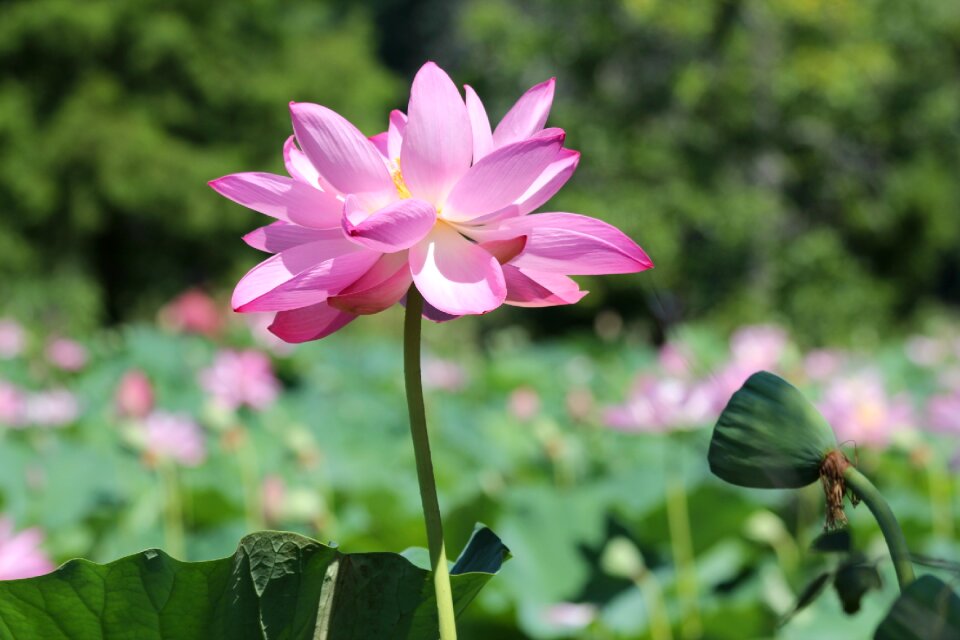 Lotus flower natural bloom