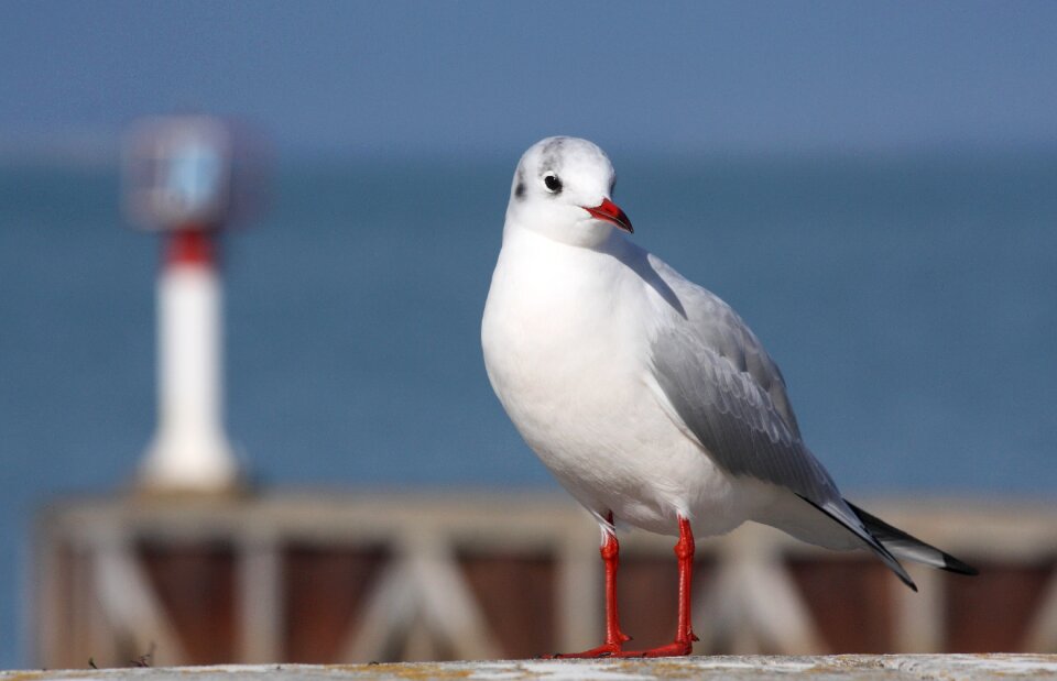 Seagull ile de re sea
