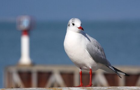 Seagull ile de re sea