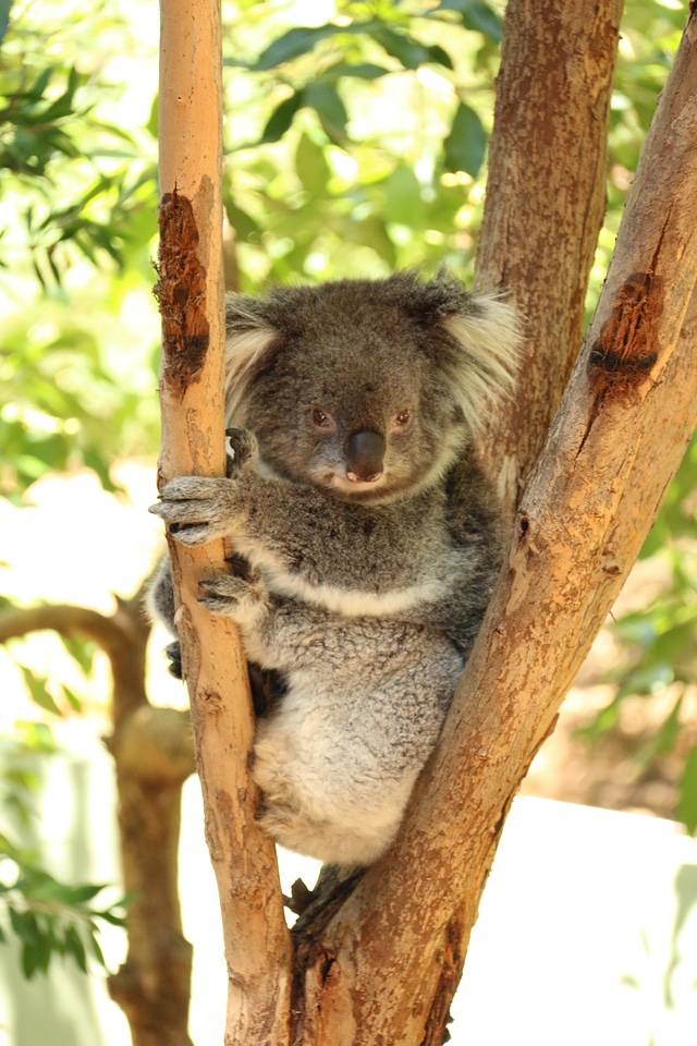 Lazy bear resting koala animal