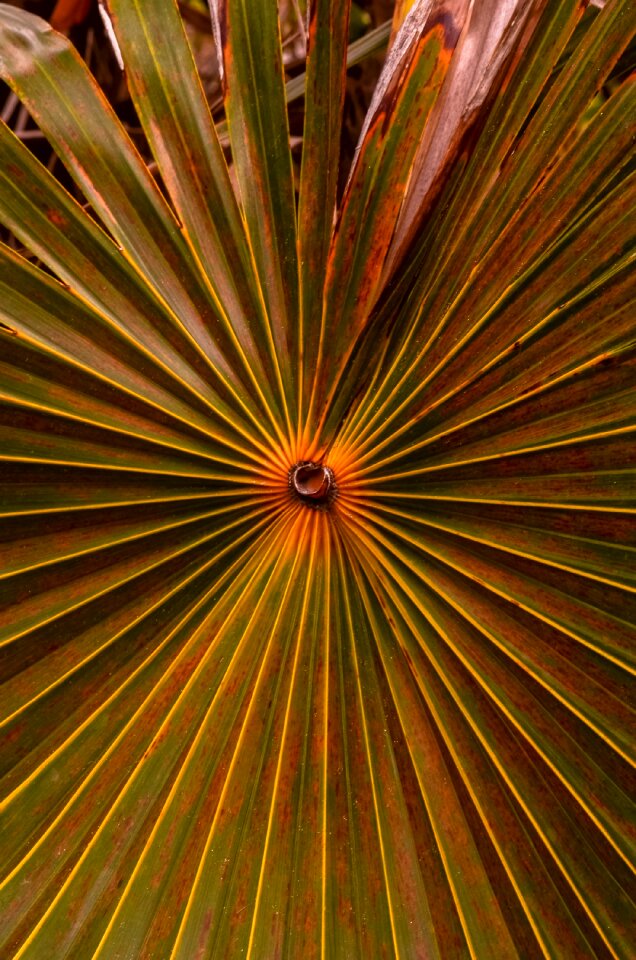Green plant exotic
