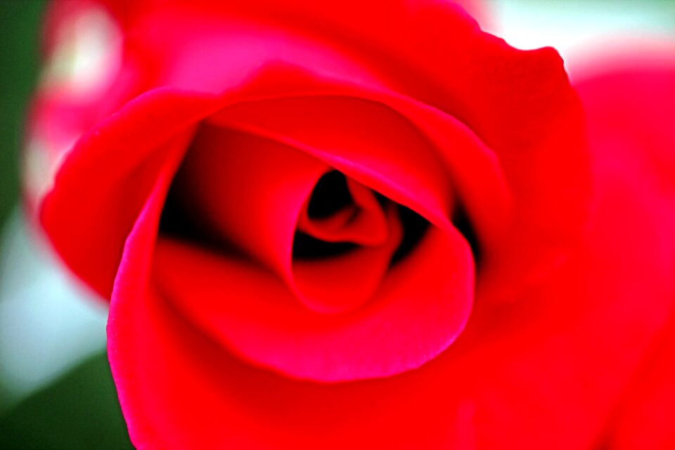 Flower romance love