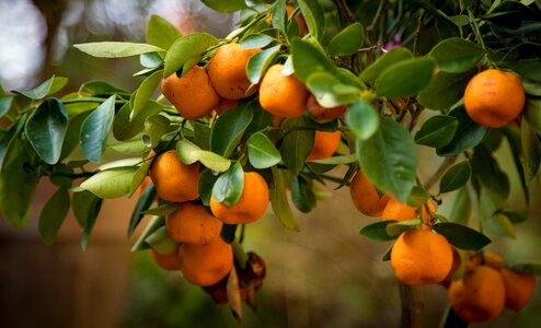 Fruit orange tree leaves photo