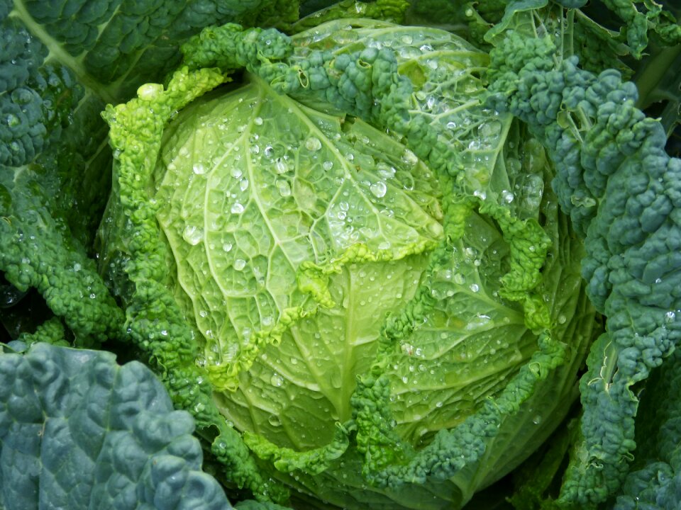 Vegetables vegetable cabbage leaves