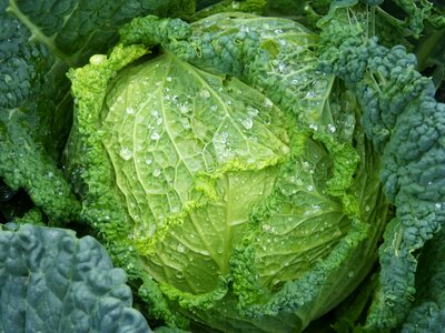 Vegetables vegetable cabbage leaves photo