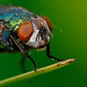Insect head macro