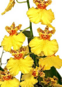 Orange orchid blossom blossom
